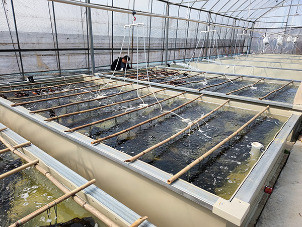 水產(chǎn)養(yǎng)殖污水源熱泵+空氣源熱泵恒溫